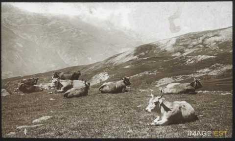 Vaches au pâturage (Valloire)
